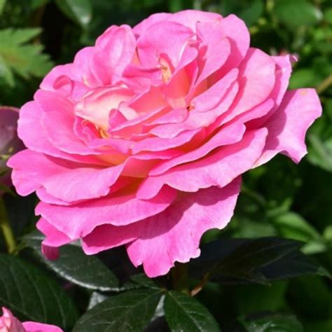 Pink Paradise Rose Intensiv Rosa And Violett 100m X 50cm Delbard