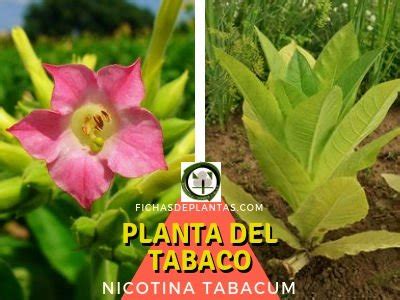 Planta Del Tabaco Nicotina Tabacum Descripci N Y Propiedades