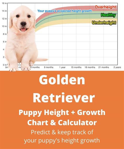 Golden Retriever Puppy Growth Chart