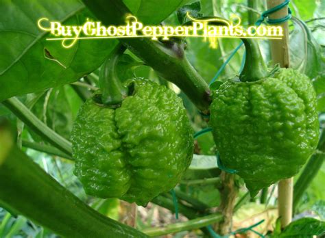 When you see small flowers start to grow to pick the ghost peppers, do not pull them off the plant, instead clip the stems carefully making sure the peppers don't touch your skin. Live Ghost pepper plants. $8.99 for one plant. It's free ...