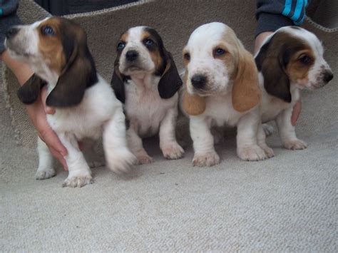 We recommend you rescue a basset hound (or any dog) before you buy a puppy from a breeder. bassett hound puppies | Sevenoaks, Kent | Pets4Homes