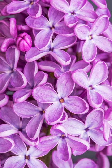 Macro Image Of Spring Lilac Violet Flowers Abstract Soft Floral