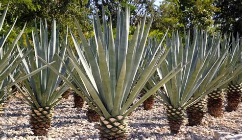 Agave Tequilana Plant For Mexican Tequila Liquor Stock Photo Adobe Stock