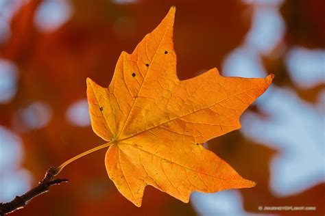 A Set Of Autumn Orange Leaves Hang Off A Maple Tree At Arbor Day Lodge