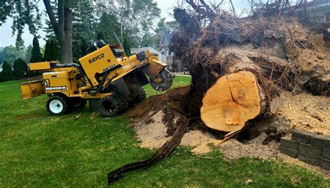 Stump Grinding Holly Michigan Tree Stump Removal Services