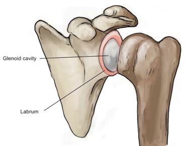 Diagram of the human shoulder joint, back view. A focus on... Labral Tears Of The Shoulder - inline physio.