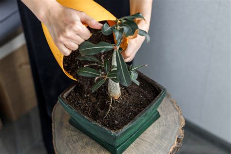 Bonsai Blätter werden braun Ursachen Behandlung