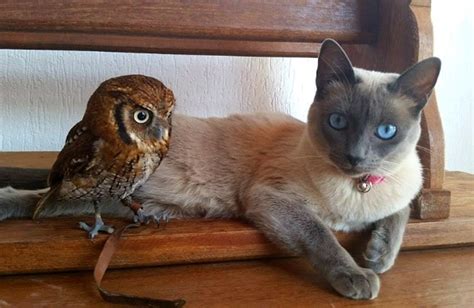 Best Buds Cat And Owl Form Unlikely Friendship Bechewy