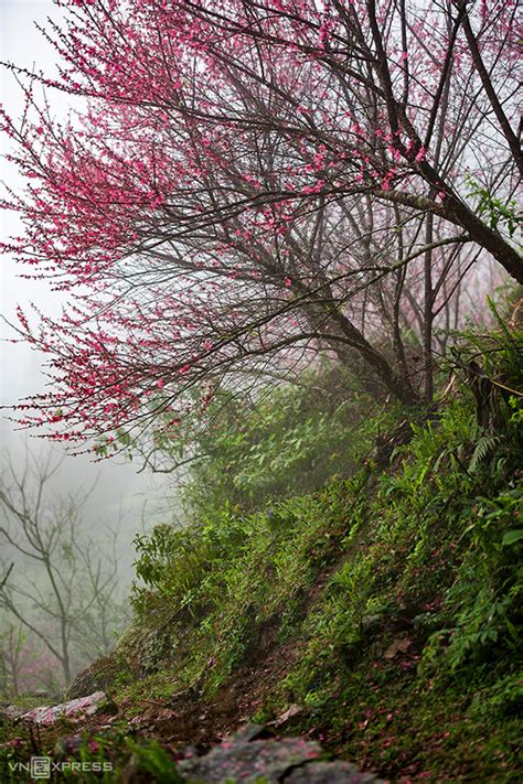 Mùa Hoa đào Rừng ở Mẫu Sơn