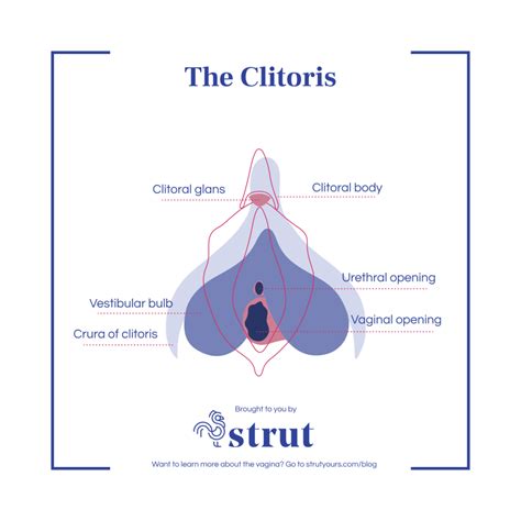 Where Is The Clitoris The Anatomy Of Female Pleasure Strut Blog