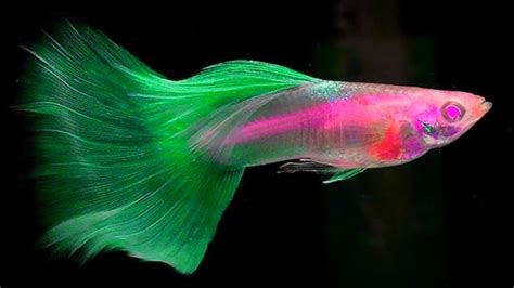 15 Most Beautiful Exotic Guppy In 2021👑👑 Part 2 Daily Guppy Videos