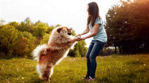 Reasons Why Having A Pet Will Make You Happier Successyeti