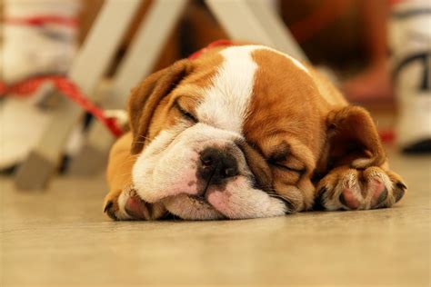Cute Sleeping Puppy Wallpapers Wallpaper Cave