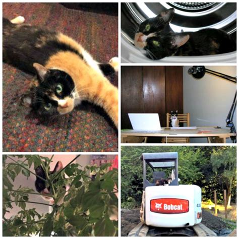 Cat Of The Month November 2018 Emme Rainier Veterinary Hospital In
