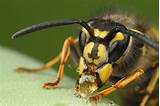 Images of Wasp Person