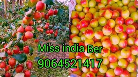 All Ber Plant Miss India Apple Ber Coll Me 9064521417 Youtube