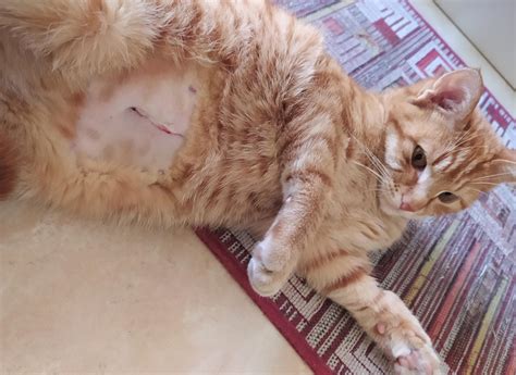 Cat Spay Incision Healing Process Infection Symptoms And Treatment