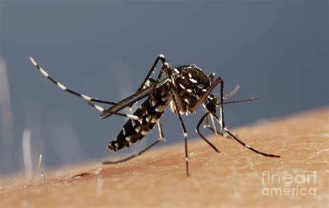 Asian Tiger Mosquito Female Feeding Photograph By Pascal Goetgheluck