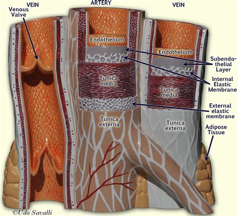 Label The Blood Vessel Human Bio Structure Of Arteries Veins And