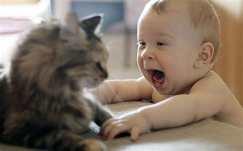 A Child Playing With A Cat Wallpapers And Images Wallpapers Pictures