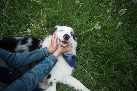 Smiling Aussie Dog With Holding Hands Stock Photo Download Image Now