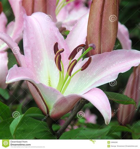 Pink Lily Stock Photo Image Of Square Region Floral 53866280