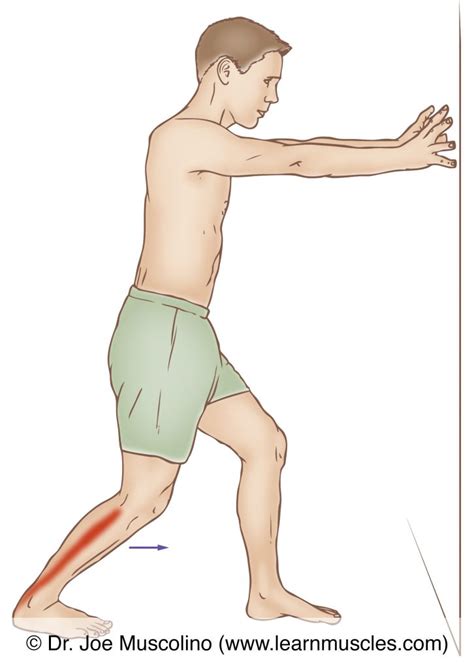 Soleus Stretching Learn Muscles