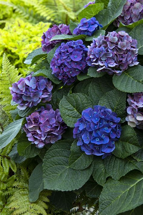 Seaside Serenade Hydrangeas The Showstopping Blooms That Will Make