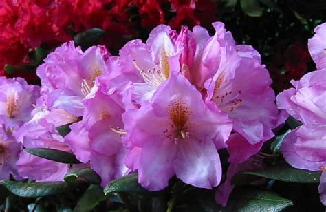 Rhododendron Lavender Princess 30 36 Mulders Nursery Llc