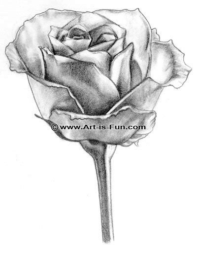 How To Draw A Rose Learn To Draw Rose Pencil Drawings — Art Is Fun