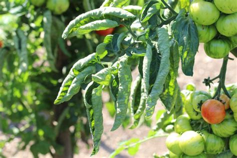 Tomatenwelke Wenn Tomaten Pl Tzlich Welken Was Tun Tomaten De