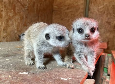 Watch Baby Boom At Tapnell Farm Park As Two Meerkat Pups Arrive