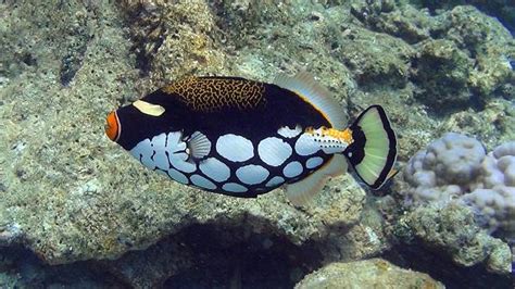 Best Clown Triggerfish Stock Photos Pictures And Royalty Free Images