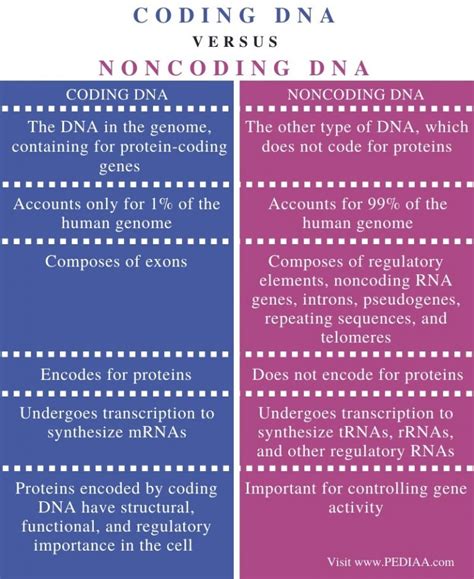 What Is The Difference Between Coding And Noncoding Dna Pediaacom