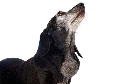 Lymphoma In Dogs Types Symptoms Treatment Life Expectancy And More