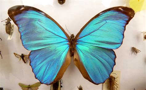 File Blue Morpho Didius Butterfly Wikimedia Commons
