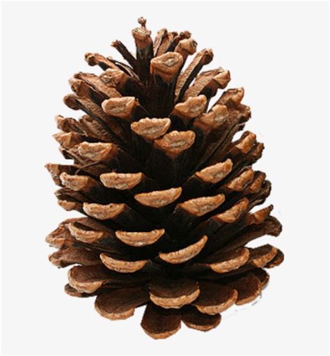 Free Pinecone Cliparts Download Free Pinecone Cliparts Png Images