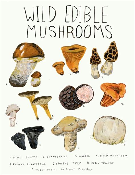 Wild Edible Mushrooms Print Stuffed Mushrooms Edible Mushrooms Wild