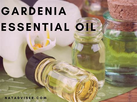 Gardenia Essential Oil Benefits Aromatherapy And Topical Application