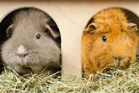 Housing Your Guinea Pig Inside And Outside Burgess Pet Care
