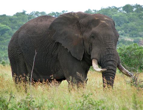 Biggest Land Mammal African Bush Elephants