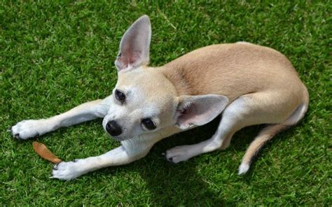 Small Dog Breeds That Dont Shed Pet Comments