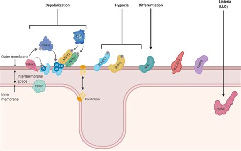 Overview Of The Numerous Receptors And Pathways Involved In Mitophagy