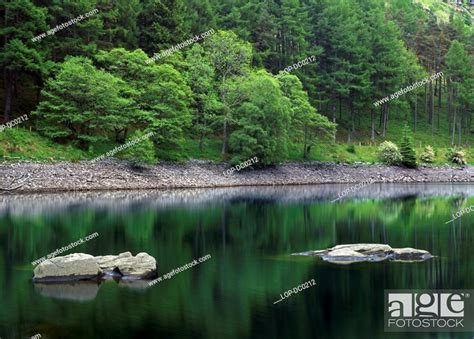 Wales Powys Rhayader Green Trees Reflected In Garreg Ddu Reservoir
