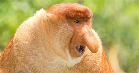 Upvote Dick Nose Monkey Instead Of Political Crap Album On Imgur