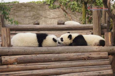 Pandas Kissing Photos Pandas Kissing Images Giant Panda Pictures