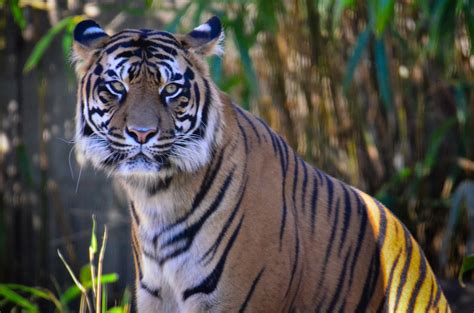 National Zoo Sumatran Tiger Angela N Flickr