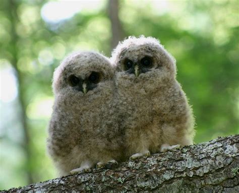 Northern Spotted Owl Facts Habitat Diet Pictures