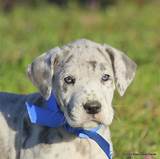 Hotshot is still a puppy and does need. Country Boys Great Danes - CountryBoysGreatDanes :: AKC ...