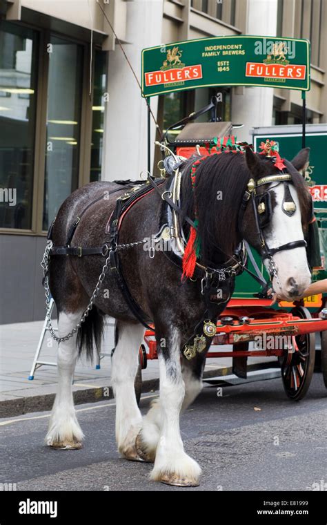 Shire Horse Being Harnessed To A Dray On The Streets Of London England